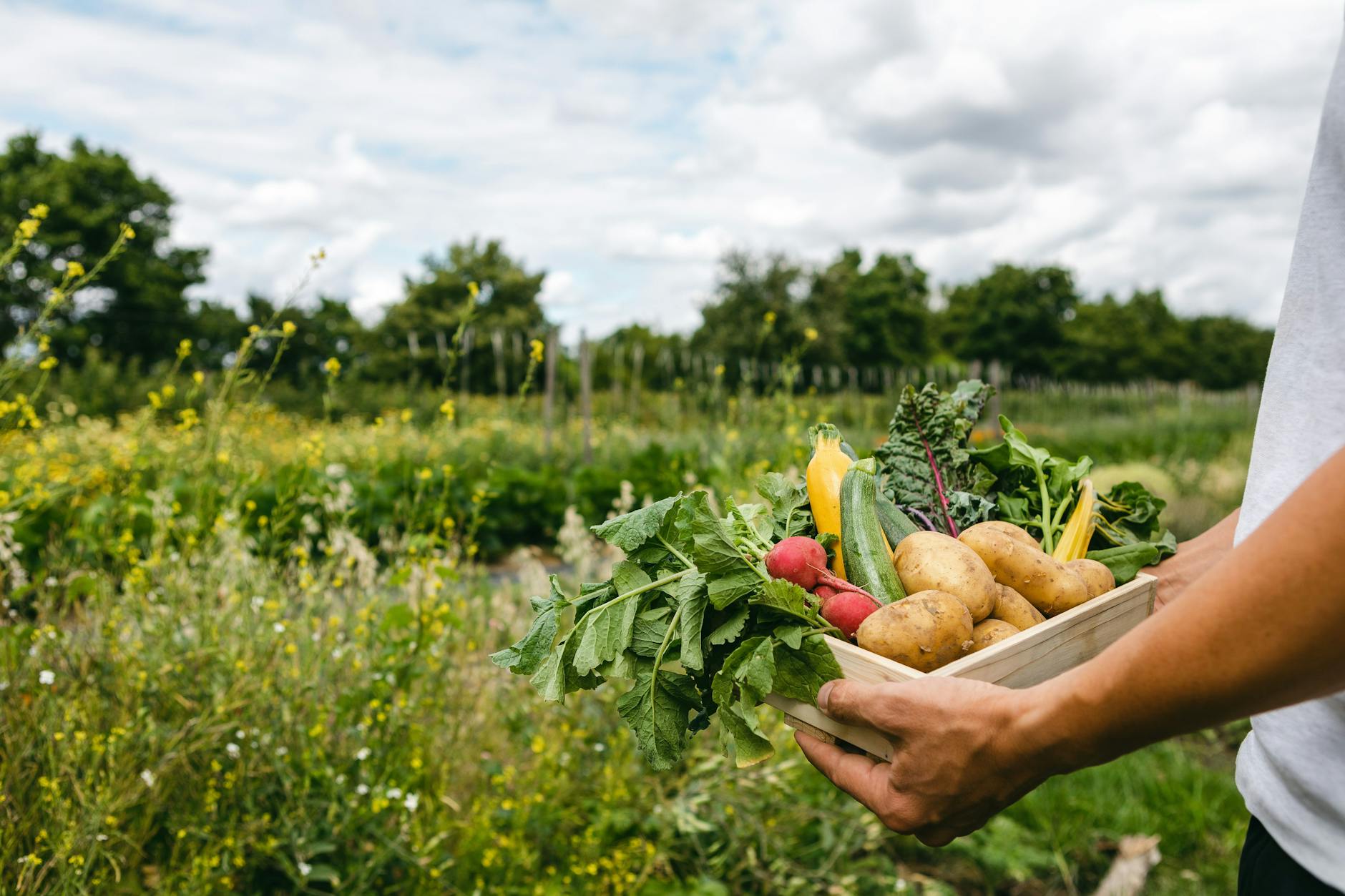 Momentan wird geerntet, was das Zeug hält: Gemüse und Kartoffeln vom Acker der Domäne Dahlem.