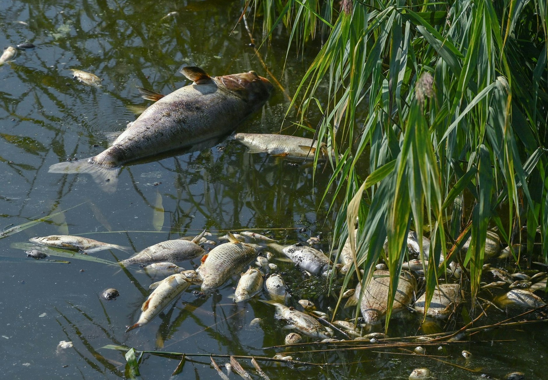 Tote Fische haben sich im deutsch-polnischen Grenzfluss Westoder, nahe dem Abzweig vom Hauptfluss Oder, auf der Wasseroberfläche gesammelt.  