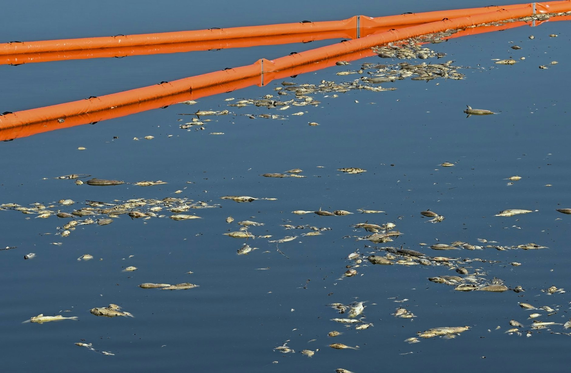 Tote Fische haben sich an einer Sperre im  Grenzfluss Westoder auf der Wasseroberfläche gesammelt.  