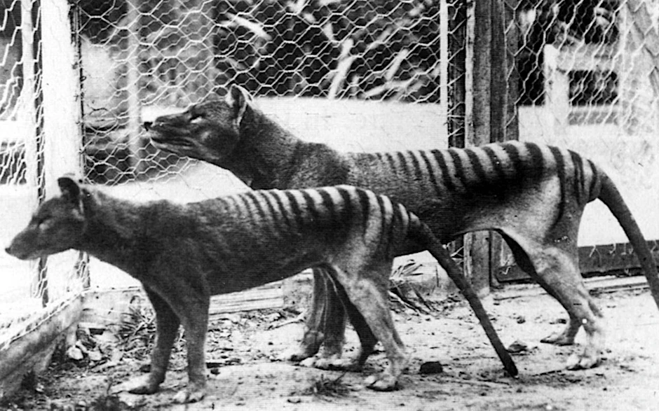 Zwei Beuteltiger 1933 im Zoo von Hobart, Tasmanien
