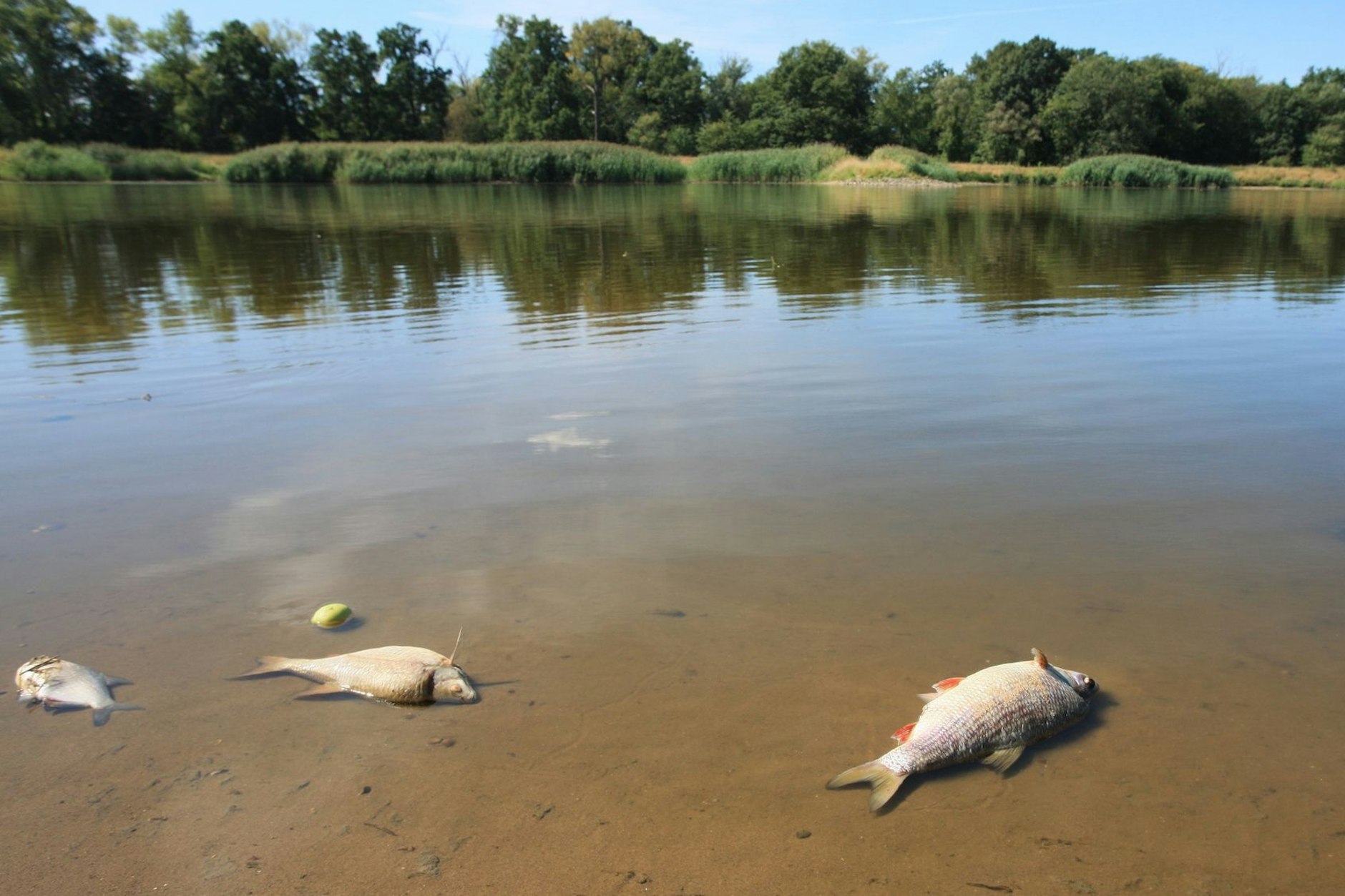 Tote Fische in der Oder. Wurden sie Opfer einer giftigen Algenblüte?