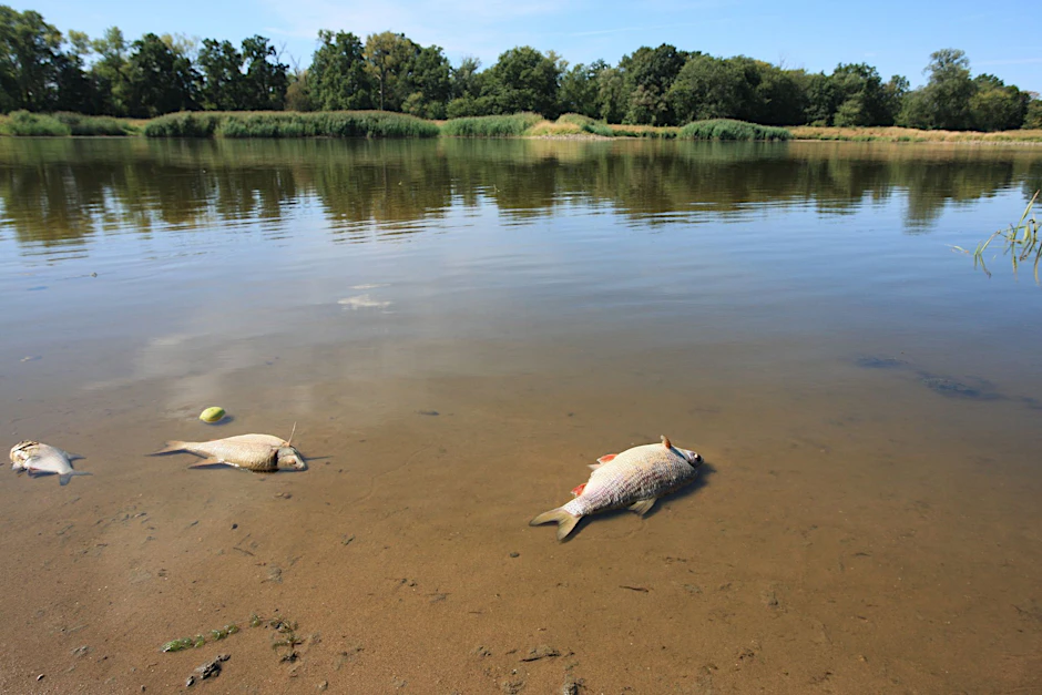 Tote Fische in der Oder. Wurden sie Opfer einer giftigen Algenblüte?