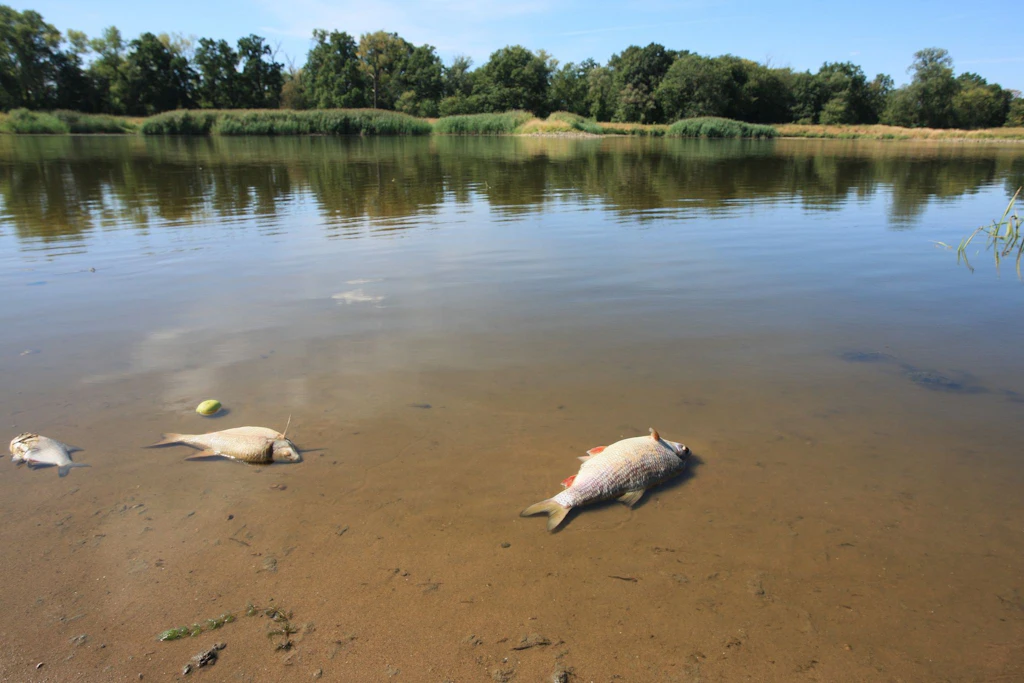 Fischsterben in der Oder: Warum eine winzige Alge die Ursache sein könnte