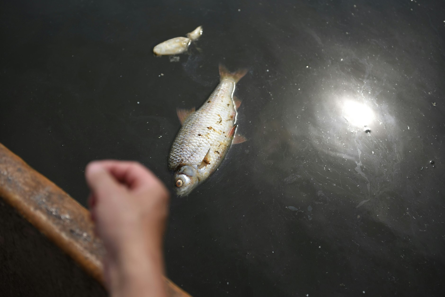 Ein toter Fisch in der Oder