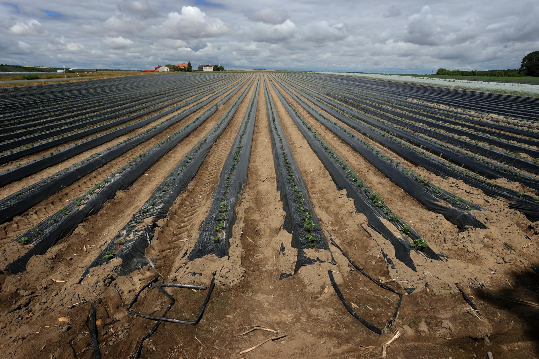 Die Pflanzen sind unter den schwarzen Planen. In diesem Fall Erdbeeren. Und die schwarzen Schläuche bringen das Wasser direkt an die Wurzeln.