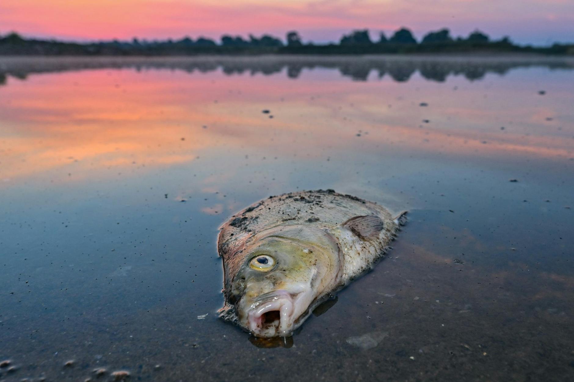 Ein toter Blei liegt am frühen Morgen im flachen Wasser der Oder.
