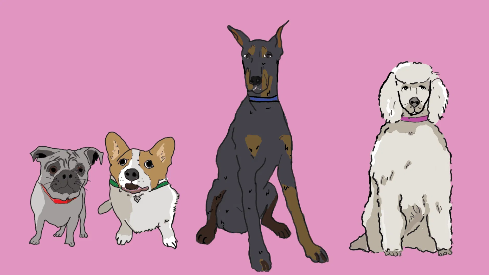 Berliner Hundetrainerin Vanessa Bock sagt: „Zu denken, ein Hund sei schlecht sozialisiert, nur weil er mal an einem anderen vorbeiläuft, das ist Quatsch.“