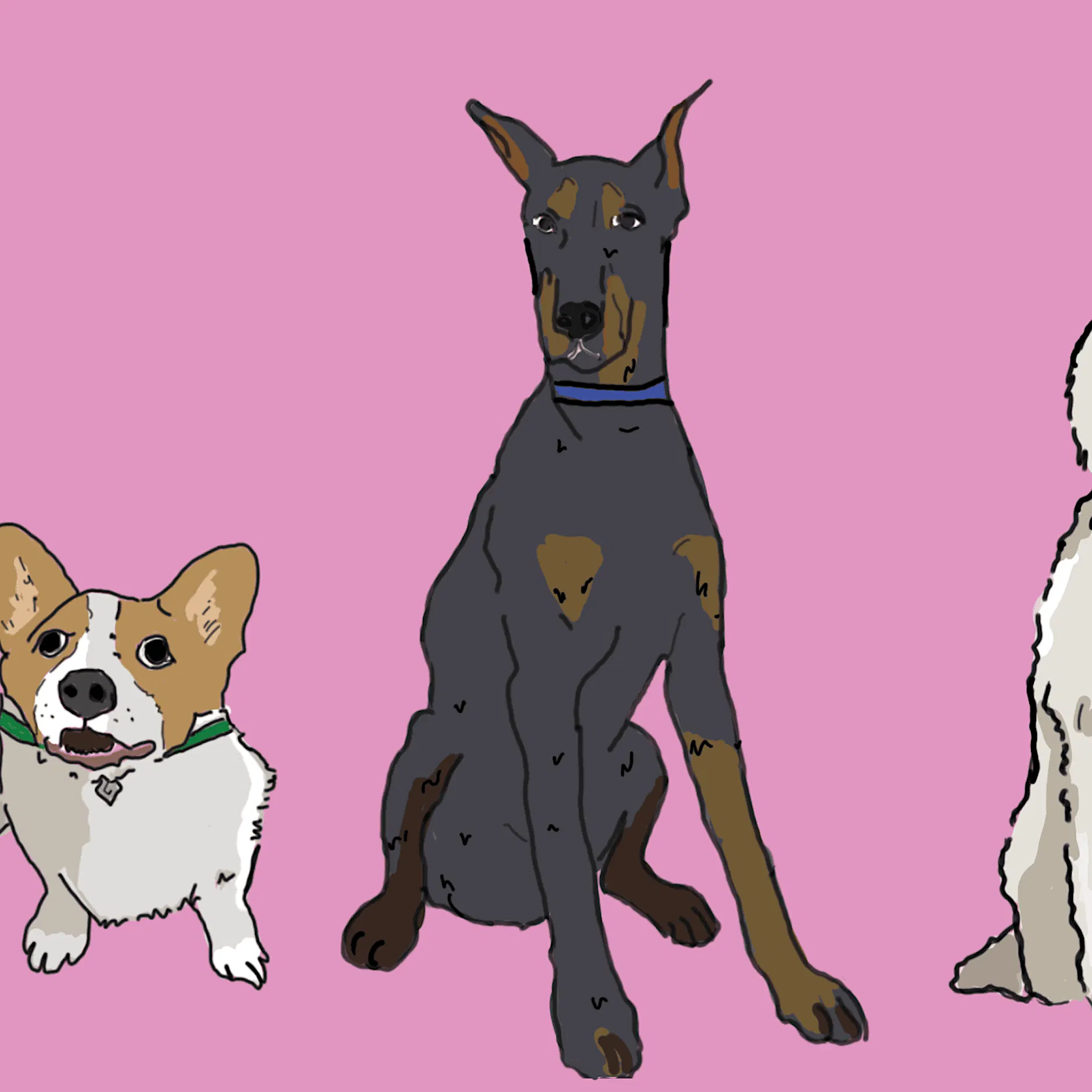 Hundetrainerin: „Ein Hund muss nicht jedem anderen Hund Hallo sagen“