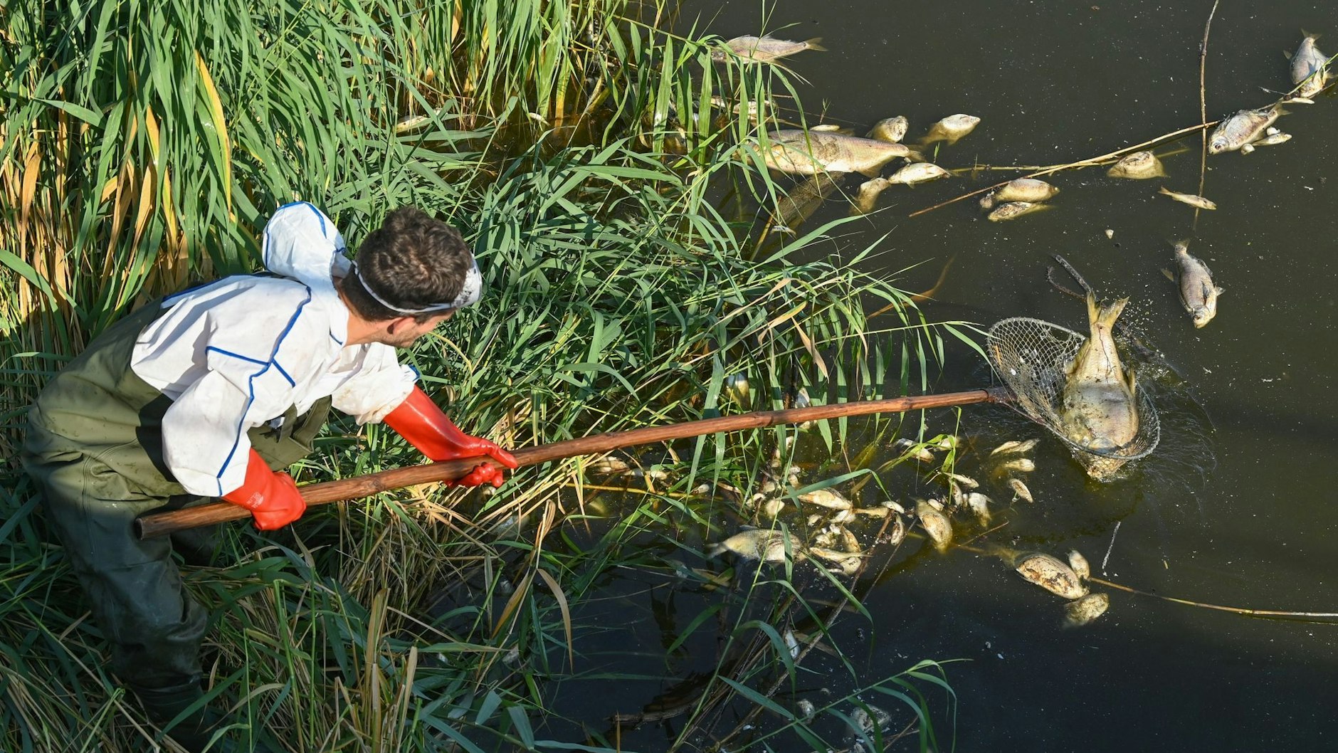 Andreas Hein, Ranger bei der Naturwacht Brandenburg, fischt in Schutzbekleidung tote Fische aus der Oder.