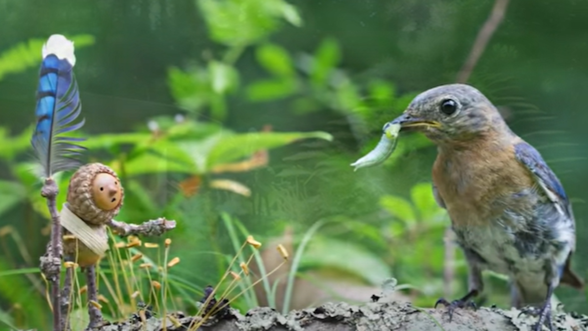 Figuren aus Eicheln und Tiere sind die Stars auf den „Becorns“-Fotos von David M. Bird.