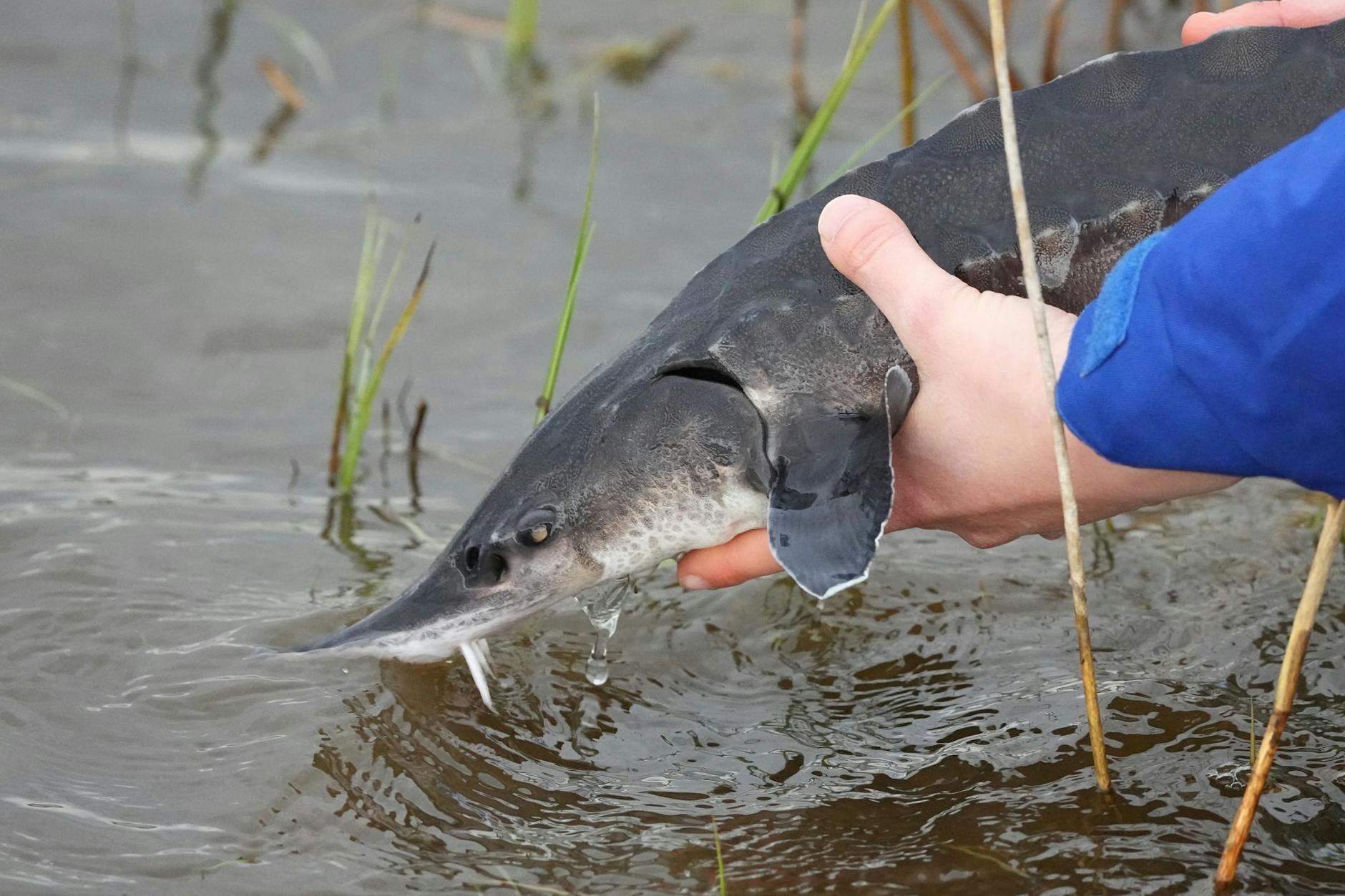 Eine Nabu-Mitarbeiterin setzt im Nationalpark Unteres Odertal einen Stör in das Wasser der Oder. Infolge der Giftkatastrophe wurden auch die Kadaver dieser bedrohten Fischart gefunden.