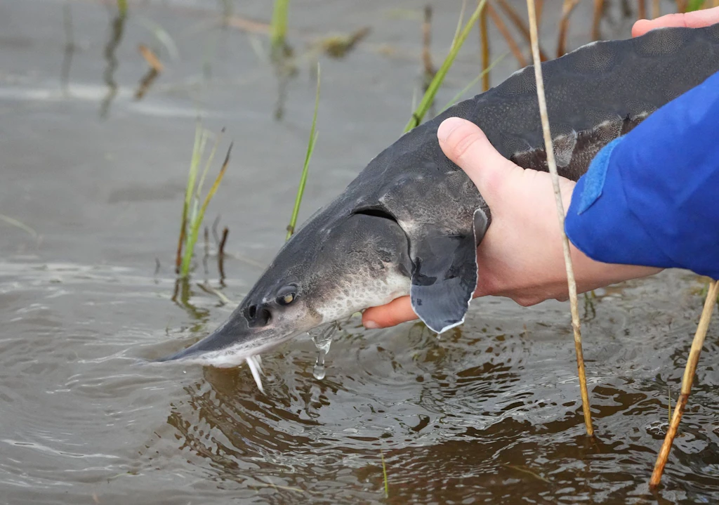 Die Oder sollte den Urzeitfisch vorm Aussterben retten: Jetzt sitzt der Stör im Gift-Fluss in der Todesfalle!