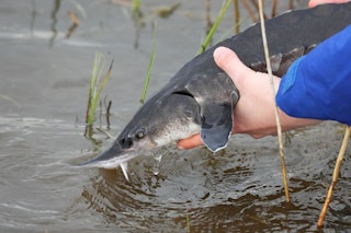 Die Oder sollte den Urzeitfisch vorm Aussterben retten: Jetzt sitzt der Stör im Gift-Fluss in der Todesfalle!
