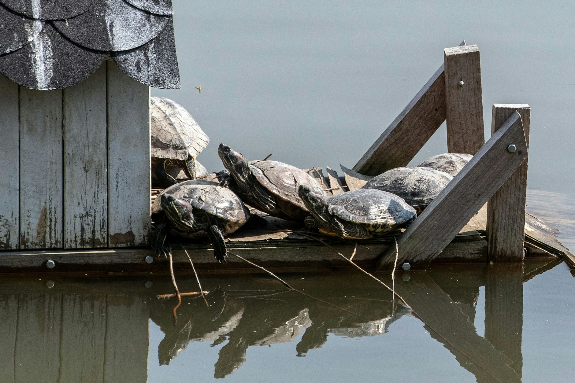 Nordamerikanische Buchstaben-Schmuckschildkröten sonnen sich auf der Terrasse des Schwanenhäuschens im Engelbecken.