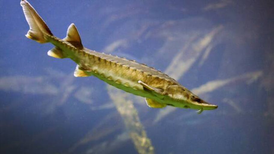 Der Baltische Stör: Einige Exemplare, die seit 15 Jahren in der Oder ausgesetzt wurden, wanderten bis nach Skandinavien, wurden in der Ostsee oder vor der englischen Küste gesichtet. Nach Jahren ihrer Wanderung kehren sie zum Laichen in die Oder zurück.