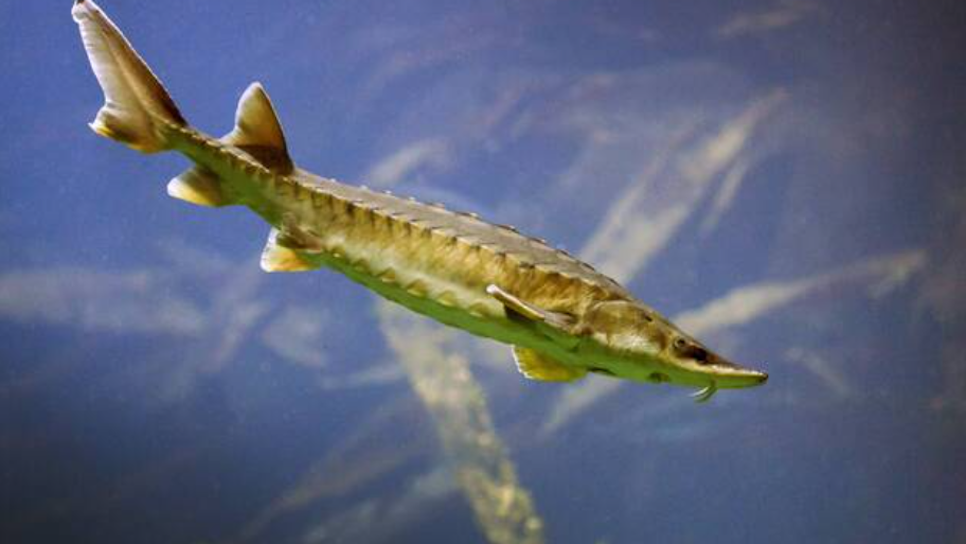 Der Baltische Stör: Einige Exemplare, die seit 15 Jahren in der Oder ausgesetzt wurden, wanderten bis nach Skandinavien, wurden in der Ostsee oder vor der englischen Küste gesichtet. Nach Jahren ihrer Wanderung kehren sie zum Laichen in die Oder zurück.