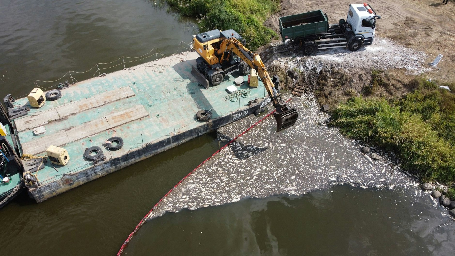 Bei Samstag wurden rund 200 Tonnen tote Fische eingesammelt - hier bei Krajnik Dolny. 