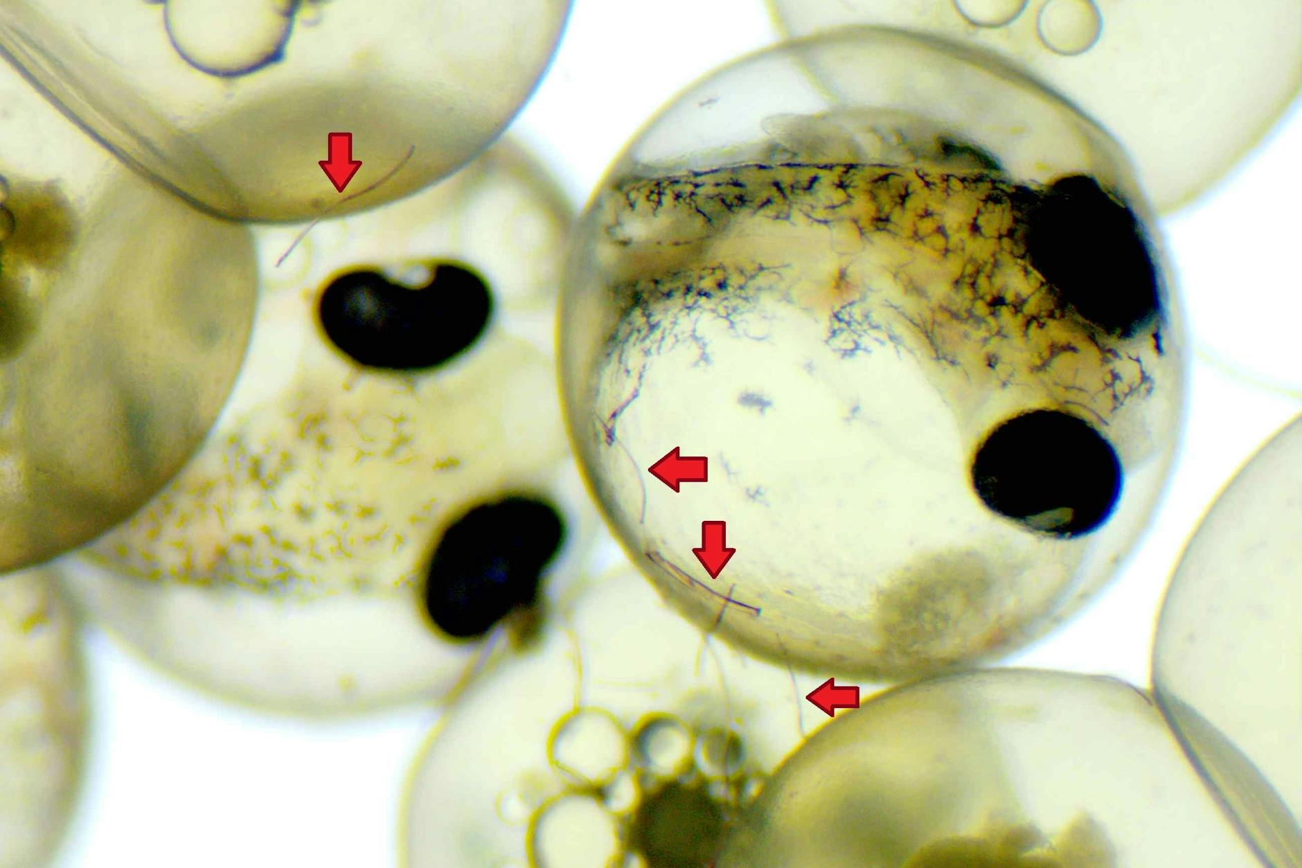 Fisch-Embryonen in ihrer Eihülle. Sie entwickeln sich trotz anhaftender Mikroplastikfasern (Pfeile) unbeschadet.