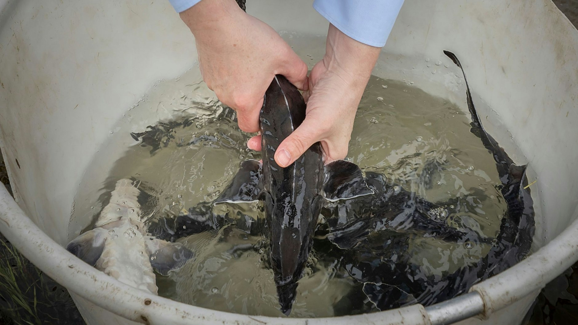 Auch diese Störe aus der&nbsp; NABU-Aufzuchtstation sollten in der Oder eine neue Heimat bekommen.