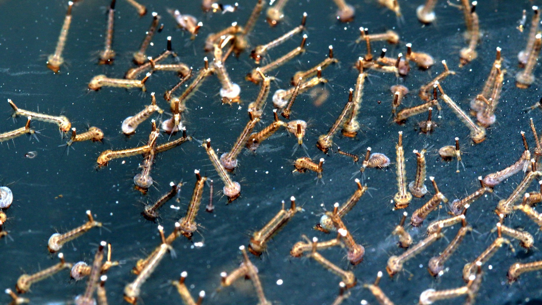 Wie Lange Brauchen Nägel Um Sich Nach Gelnägel Zu Erholen Irrer Plan! Top-Virologe will Mücken flächendeckend bekämpfen – aber