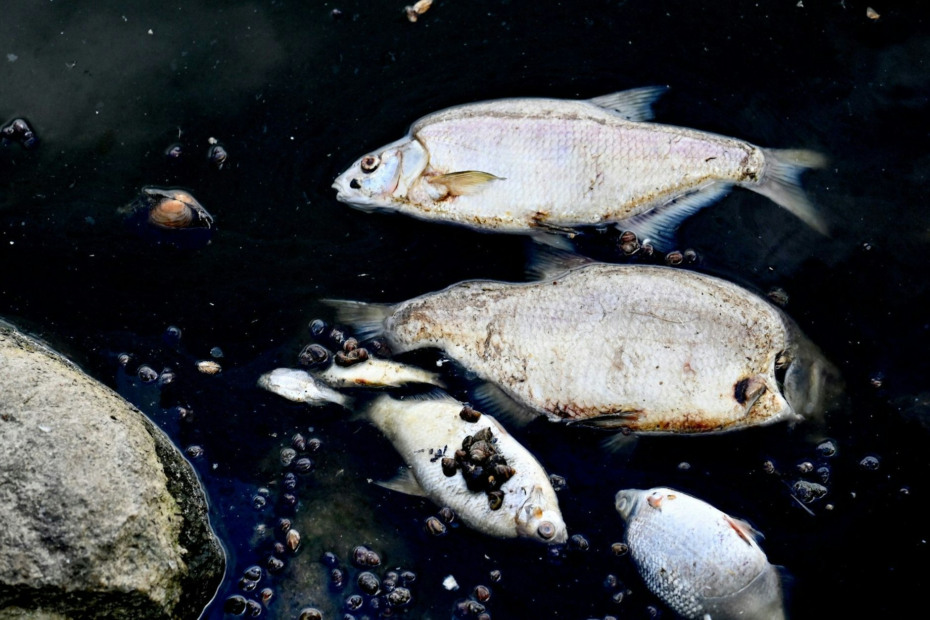 Tote Fische schwimmen an der Wasseroberfläche des deutsch-polnischen Grenzflusses Oder.
