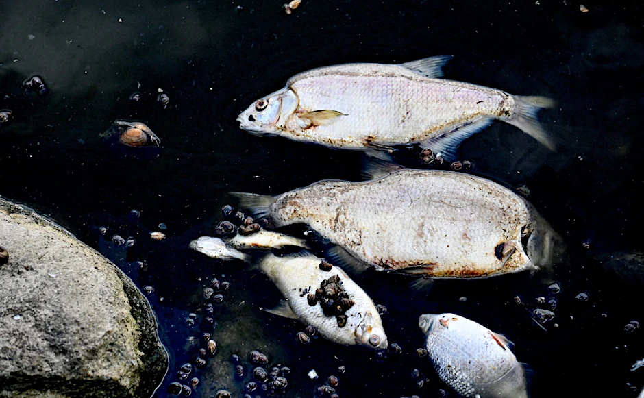 Tote Fische schwimmen an der Wasseroberfläche des deutsch-polnischen Grenzflusses Oder.
