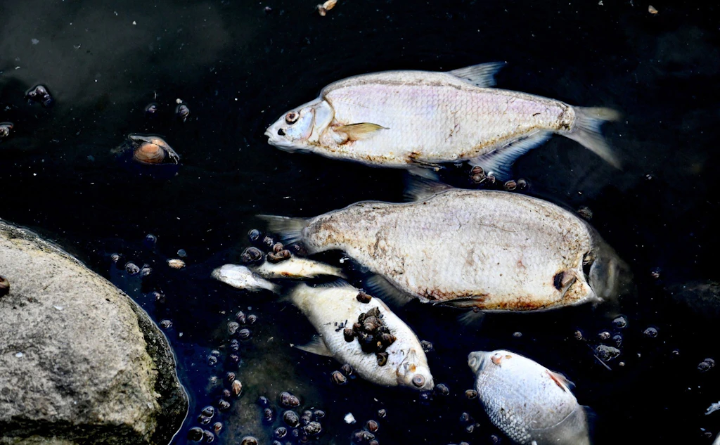 Fischsterben in der Oder: Polnische Behörde entdeckt mehr als 280 illegale Abflüsse
