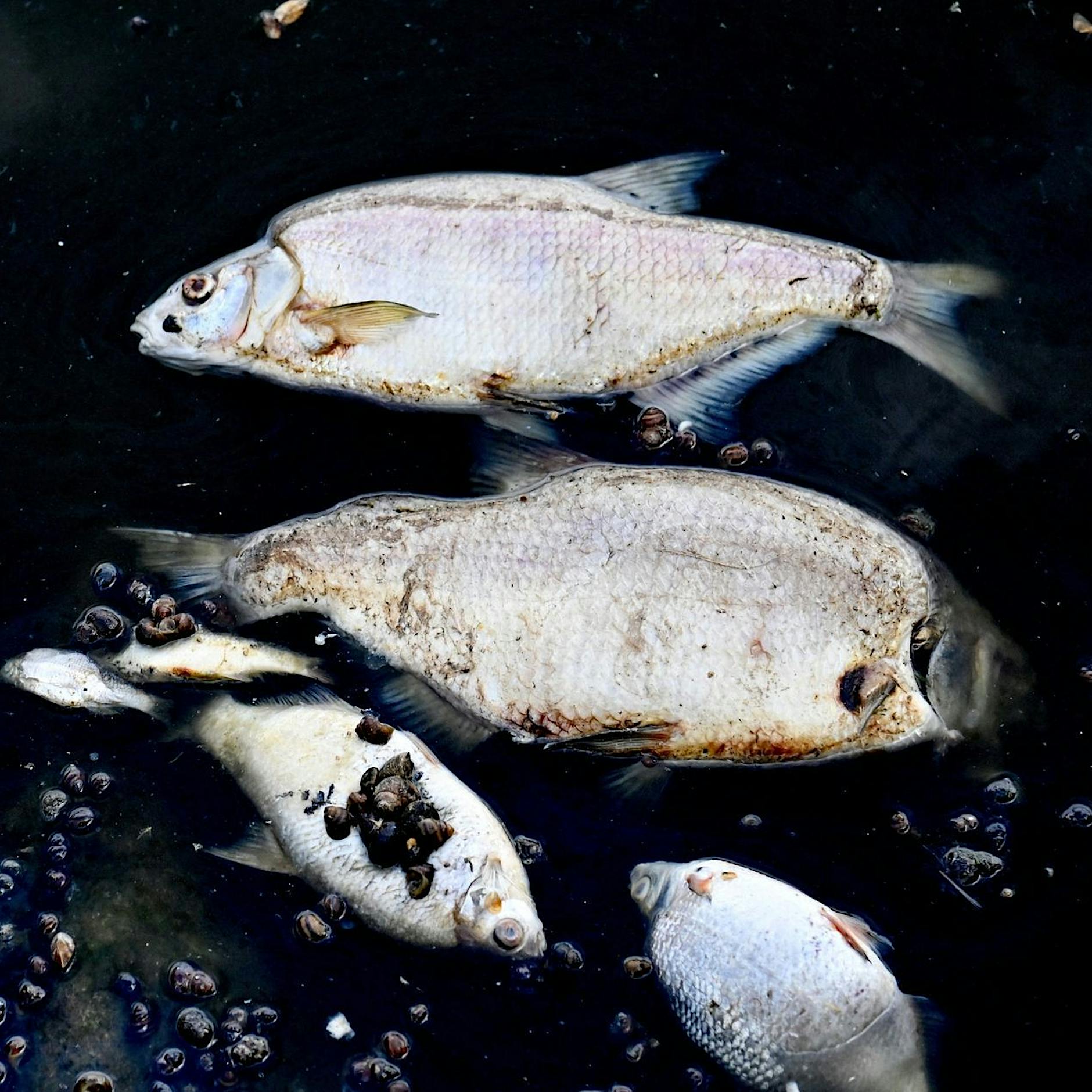 Fischsterben in der Oder: Polnische Behörde entdeckt mehr als 280 illegale Abflüsse