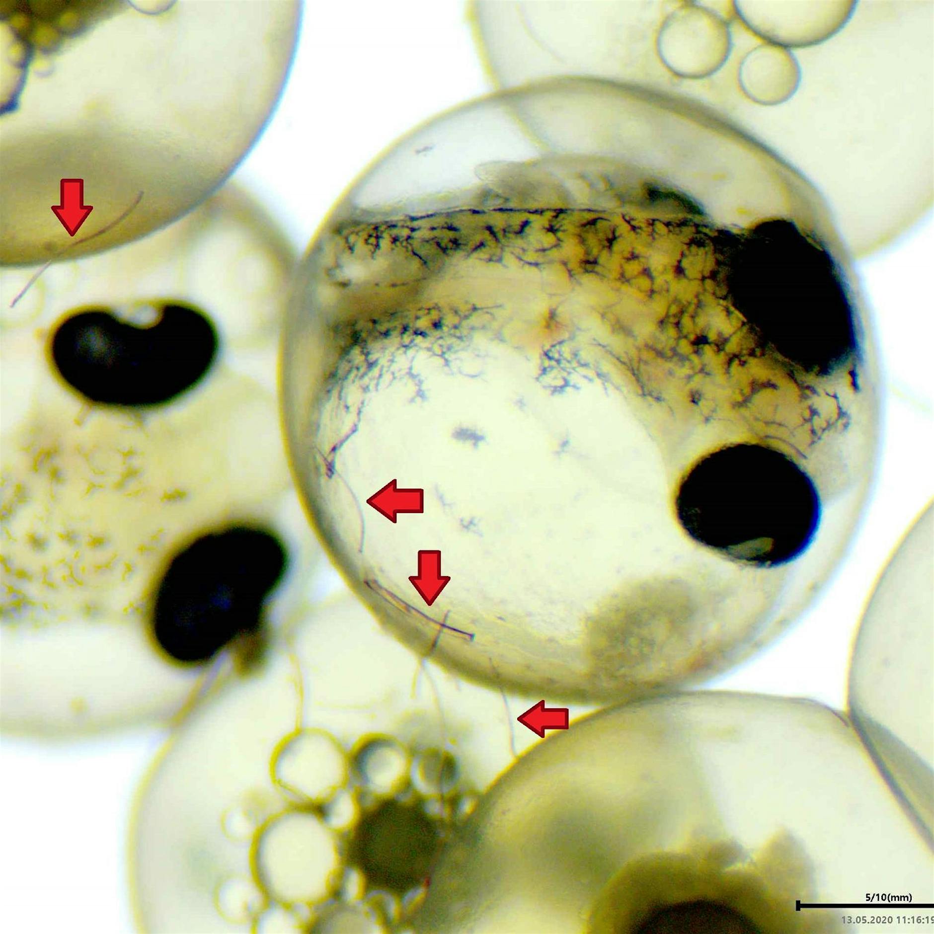 Image - Mikroplastik: Keine negativen Folgen für Fische