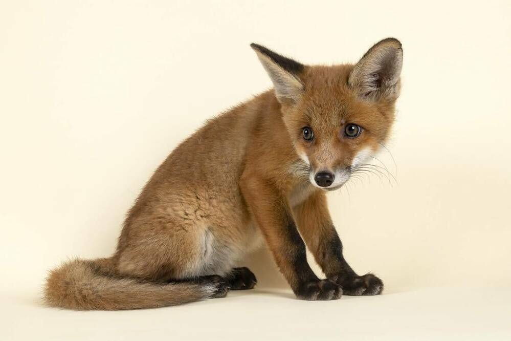 Ein acht Wochen alter Rotfuchs. Die Tiere sind mittlerweile oft schon fester Bestandteil der großstädtischen Fauna.