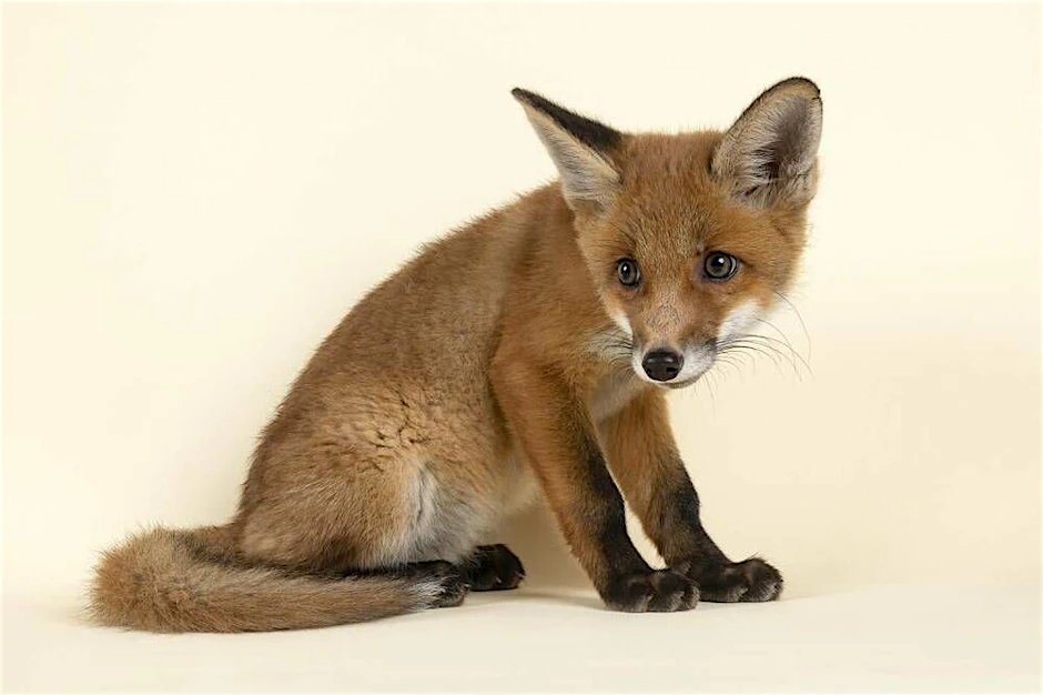 Ein acht Wochen alter Rotfuchs. Die Tiere sind mittlerweile oft schon fester Bestandteil der großstädtischen Fauna.