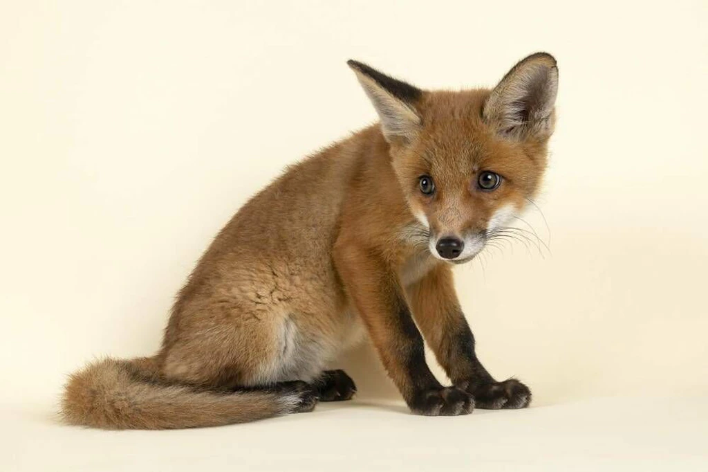 Warum der Fuchs uns so gerne hat