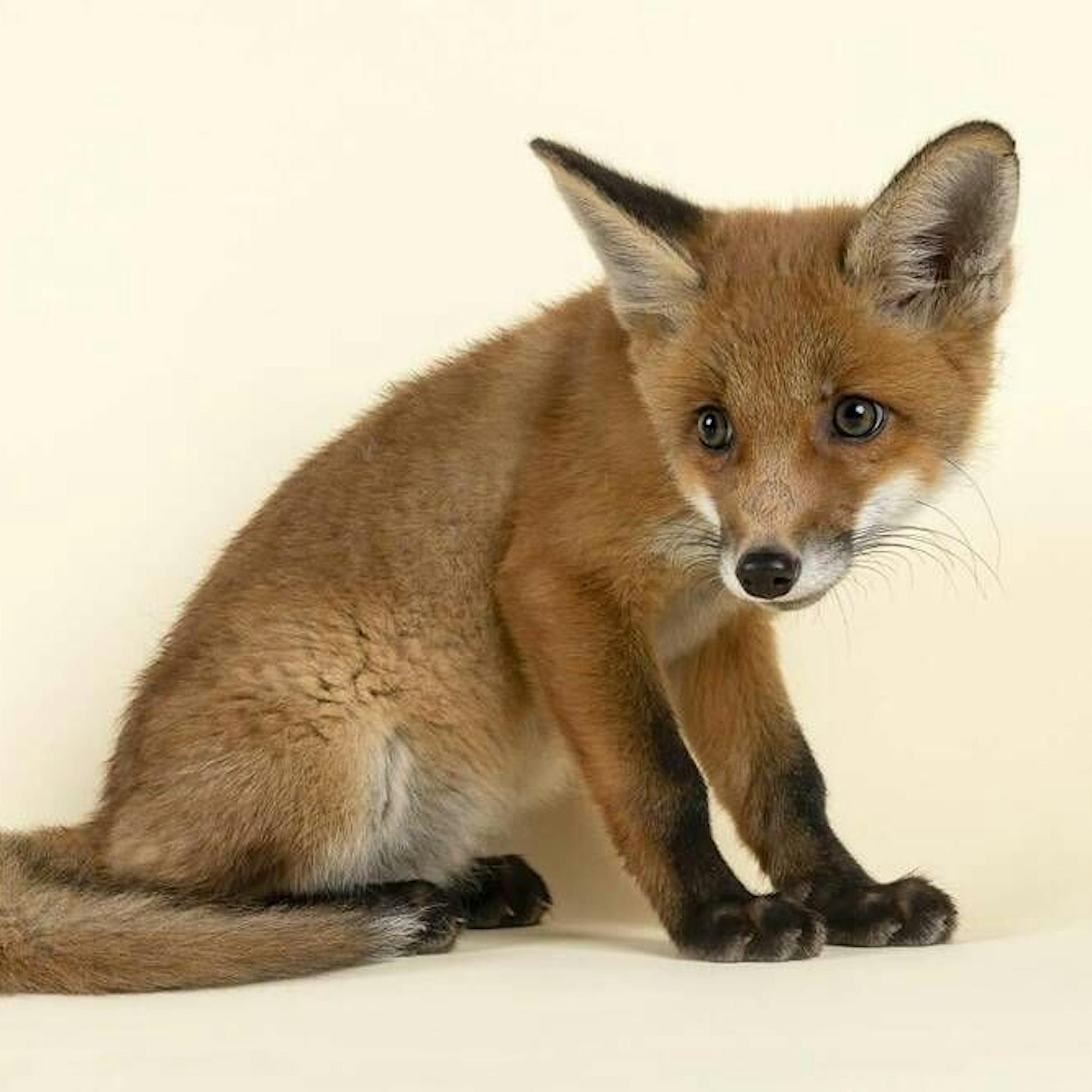 Warum der Fuchs uns so gerne hat