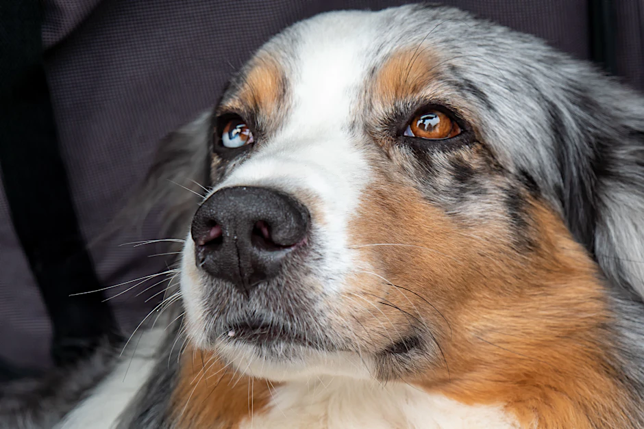 Ein glücklicher Hund.