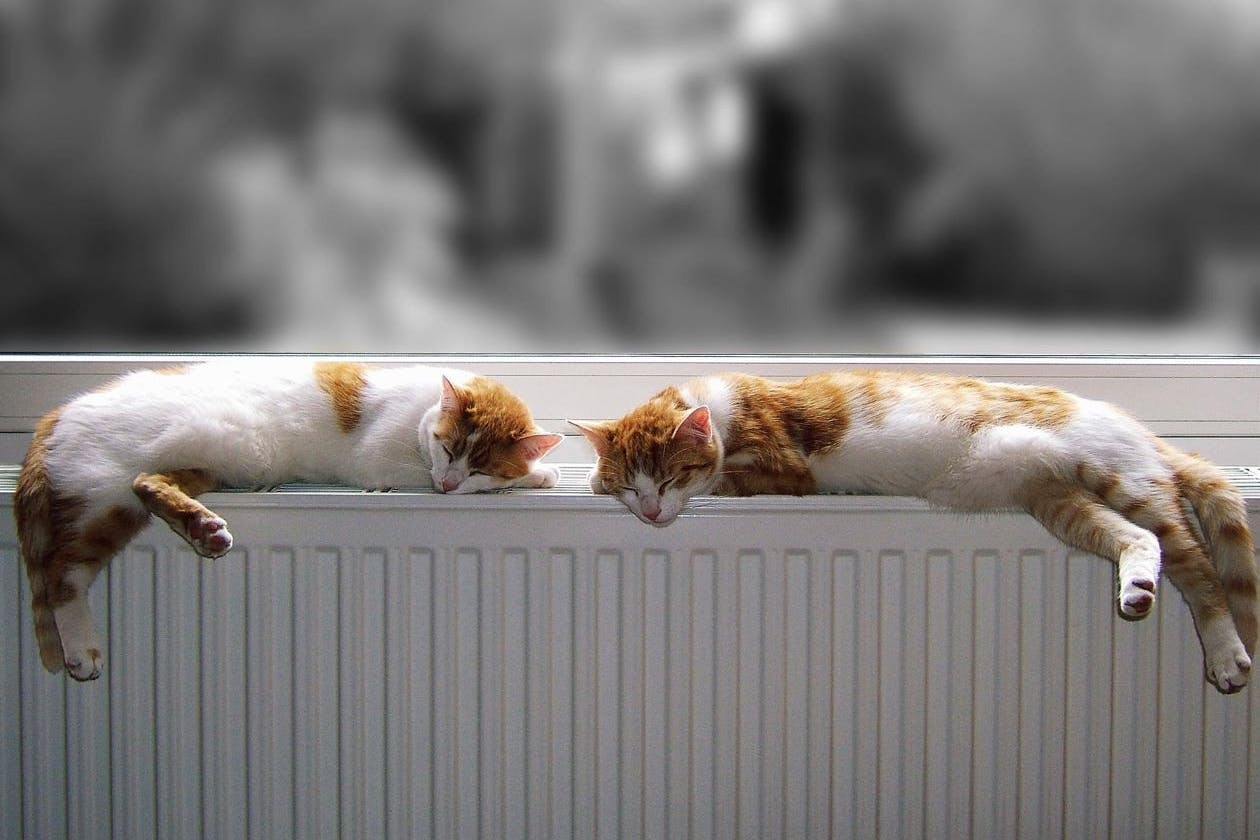 Zwei Katzen genießen die Heizungswärme.