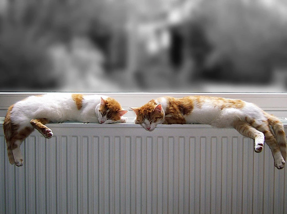 Zwei Katzen genießen die Heizungswärme.
