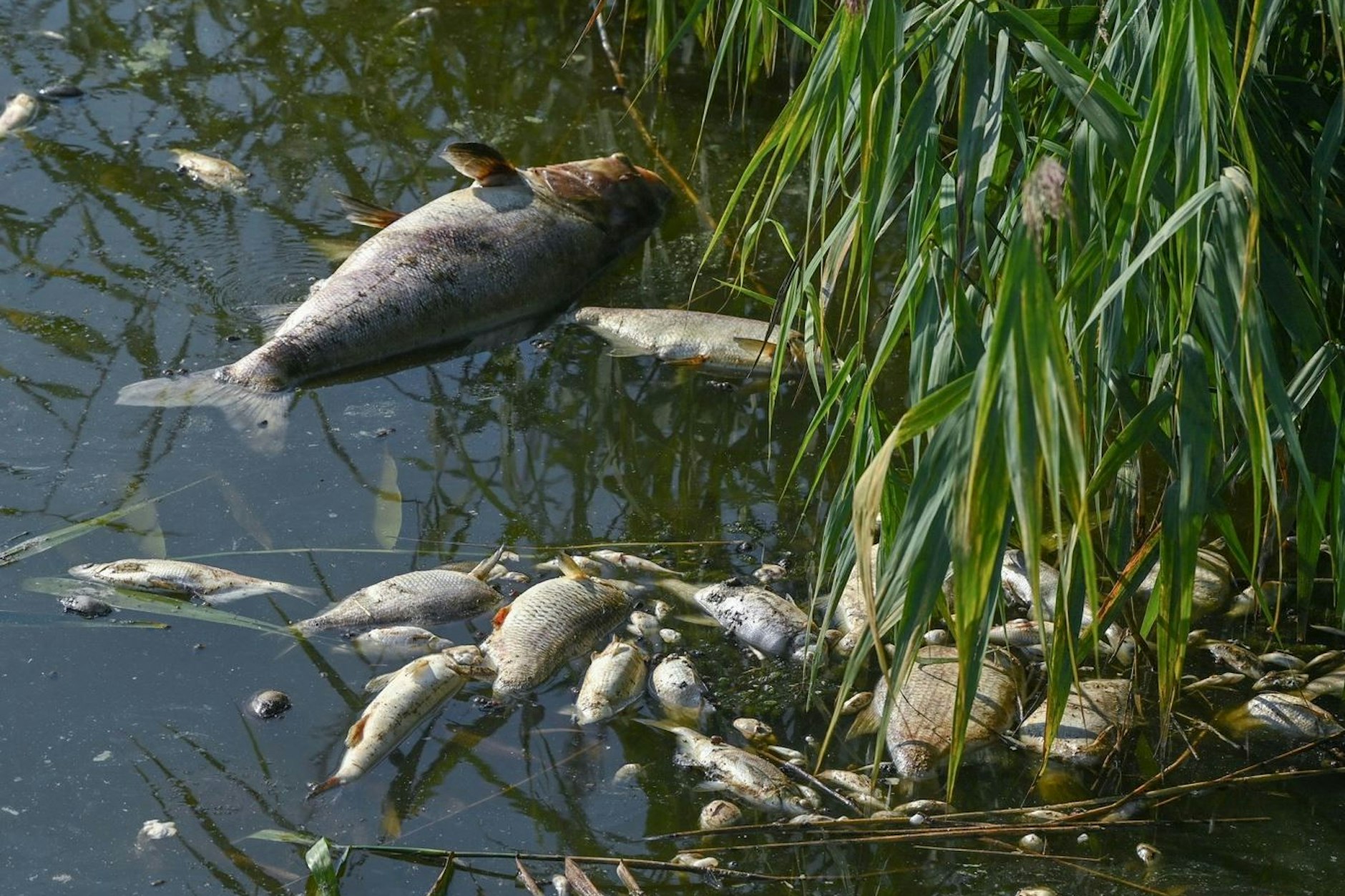 Tote Fische in der Oder