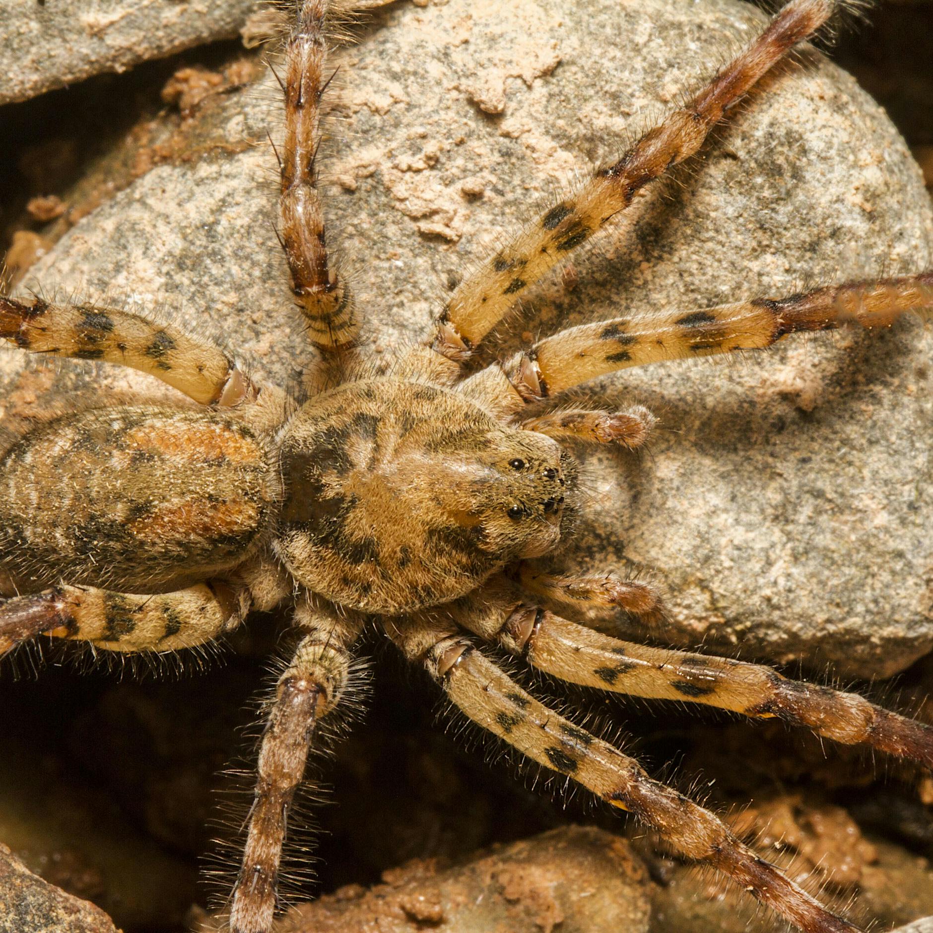 Groß und giftig: Jetzt kommt die Nosferatu-Spinne