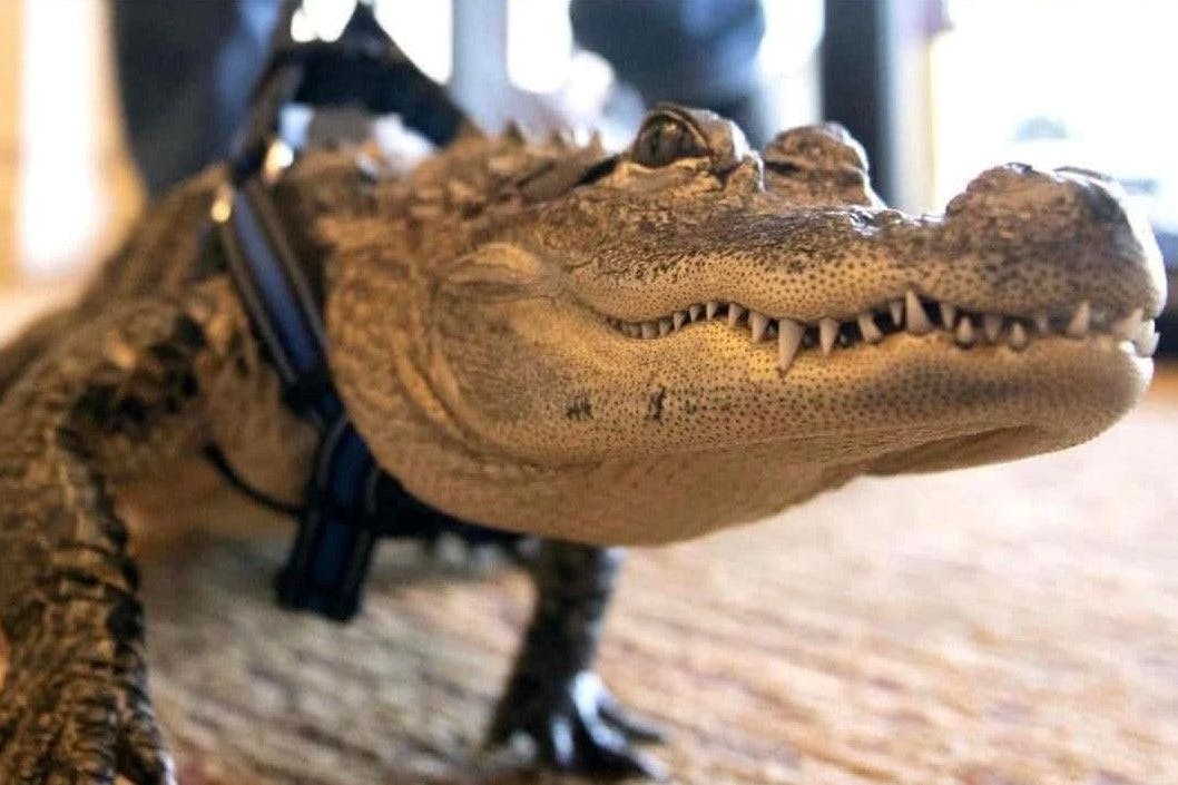 WallyGator ist der Favorit im Rennen um das beliebteste Haustier Amerikas.