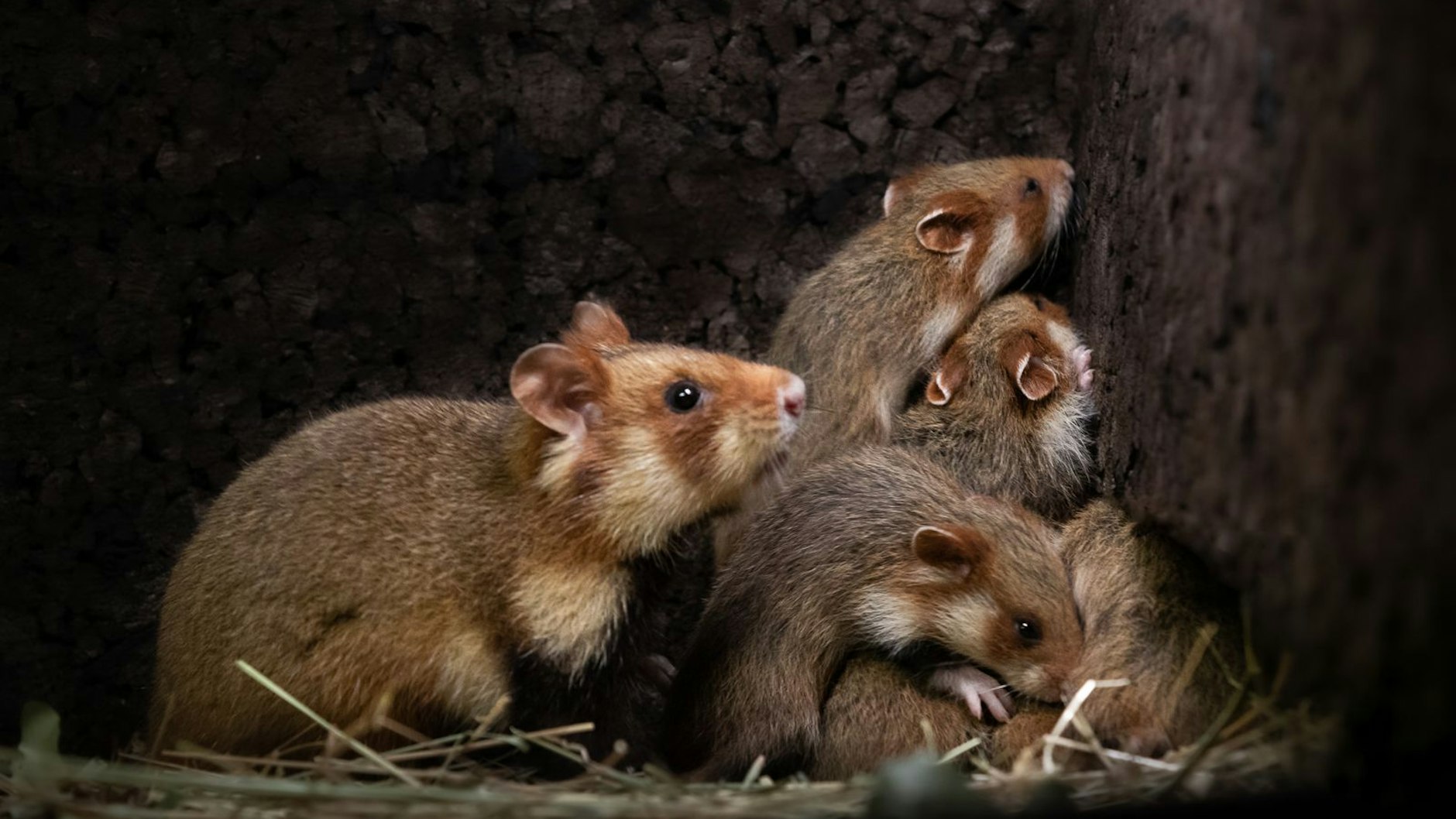 Feldhamster-Mama Helga und ihre Rasselbande