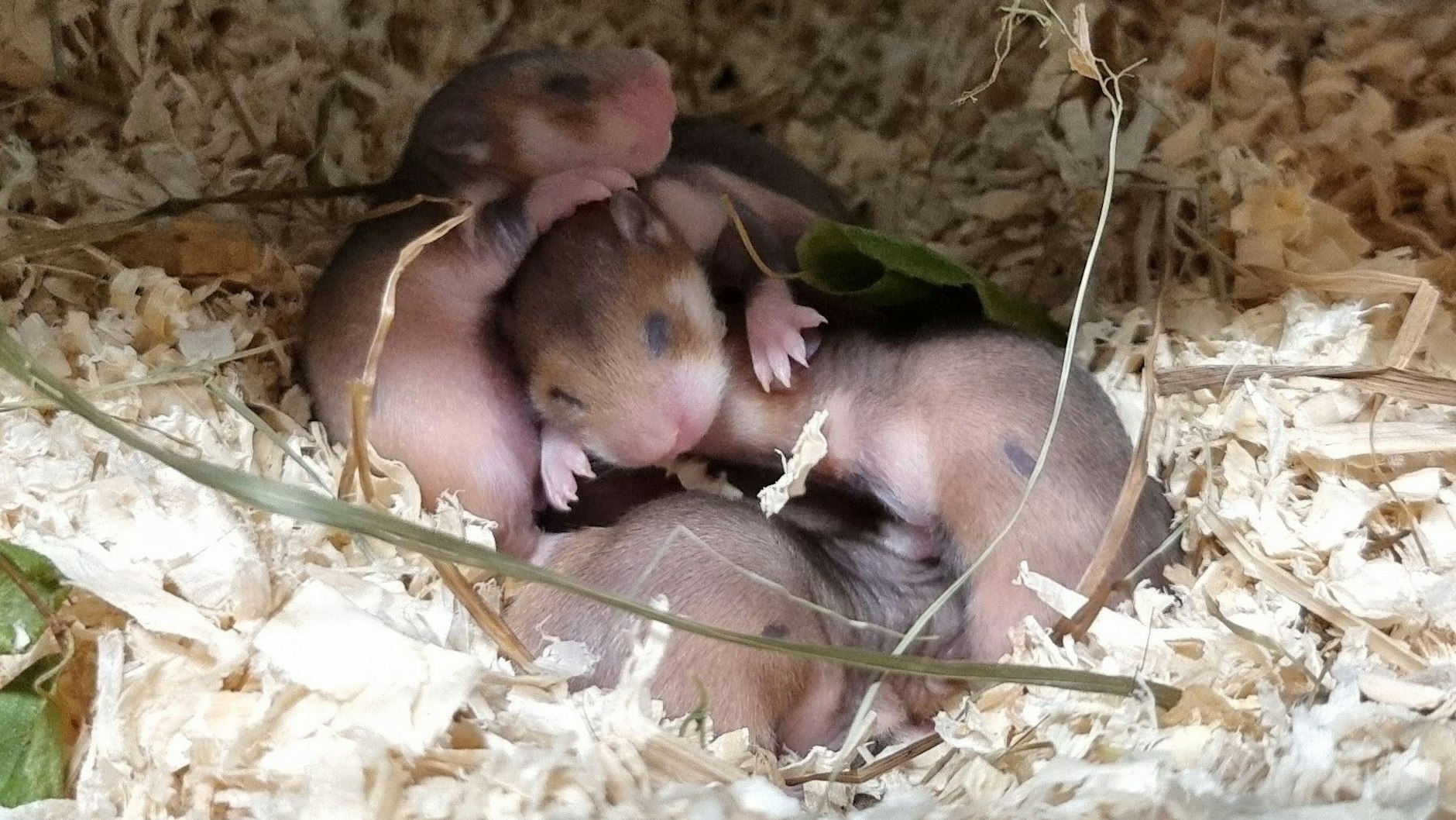 Nackt, blind und taub: Eine Woche nach der Geburt sind die Feldhamster noch völlig hilflos.