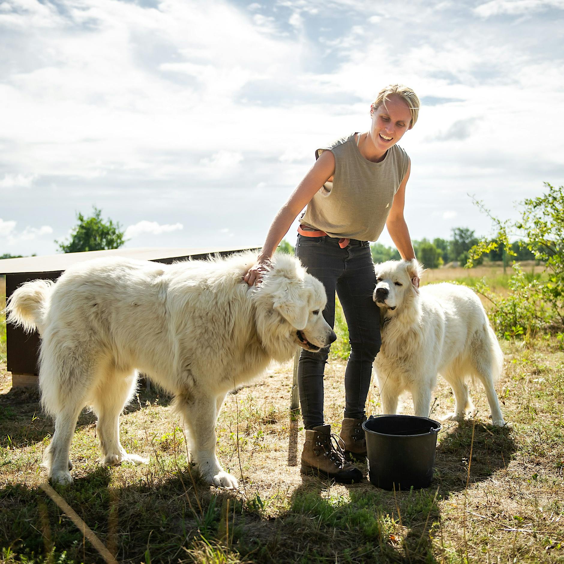 Hunde gegen Wölfe: Die Abwehrtruppe in der Döberitzer Heide
