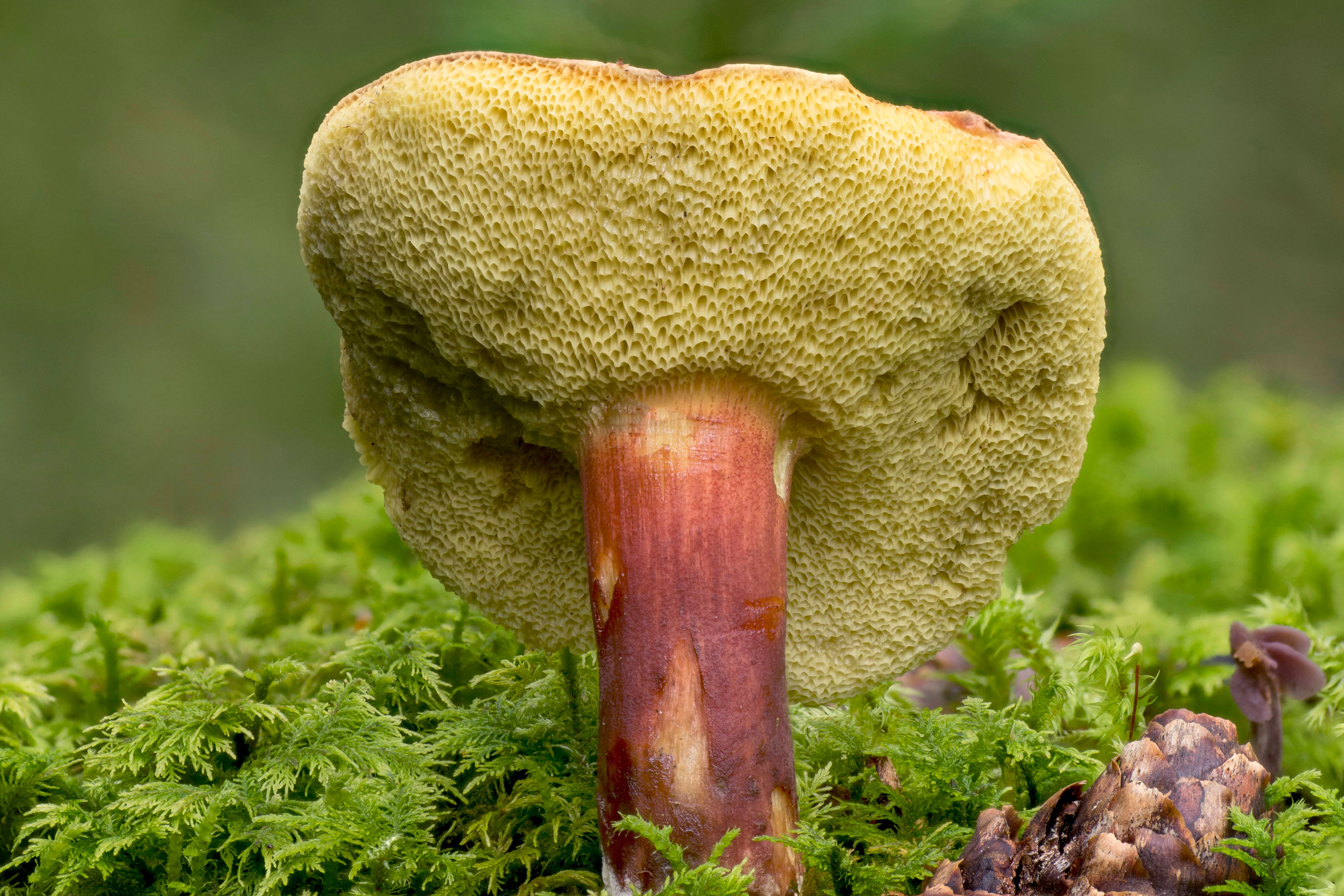 Eine Ziegenlippe oder auch: Rotfußröhrling
