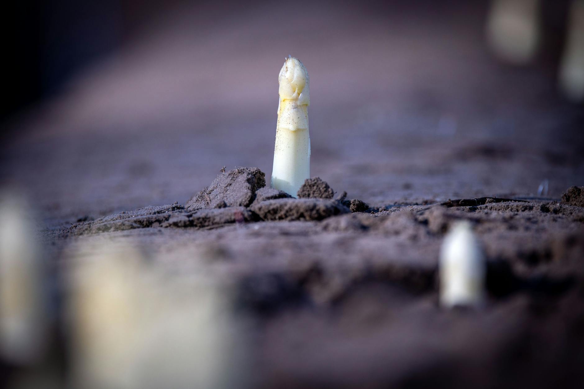 Beim Spargel lohnt die zusätzliche Bewässerung, aber wie ist es bei Getreide?