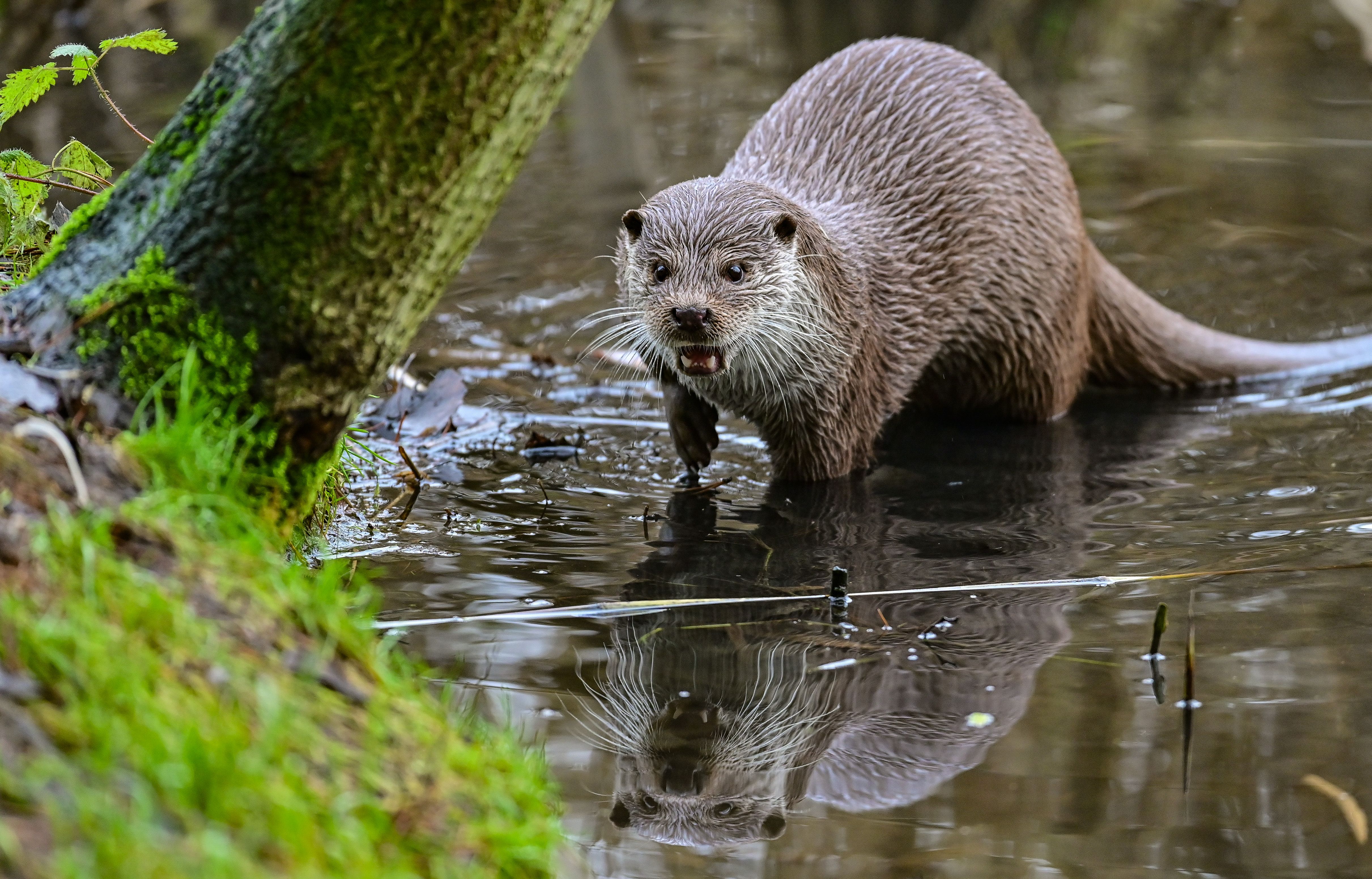 Oder: Trotz des massiven Fischsterbens könnten Landtiere verschont bleiben