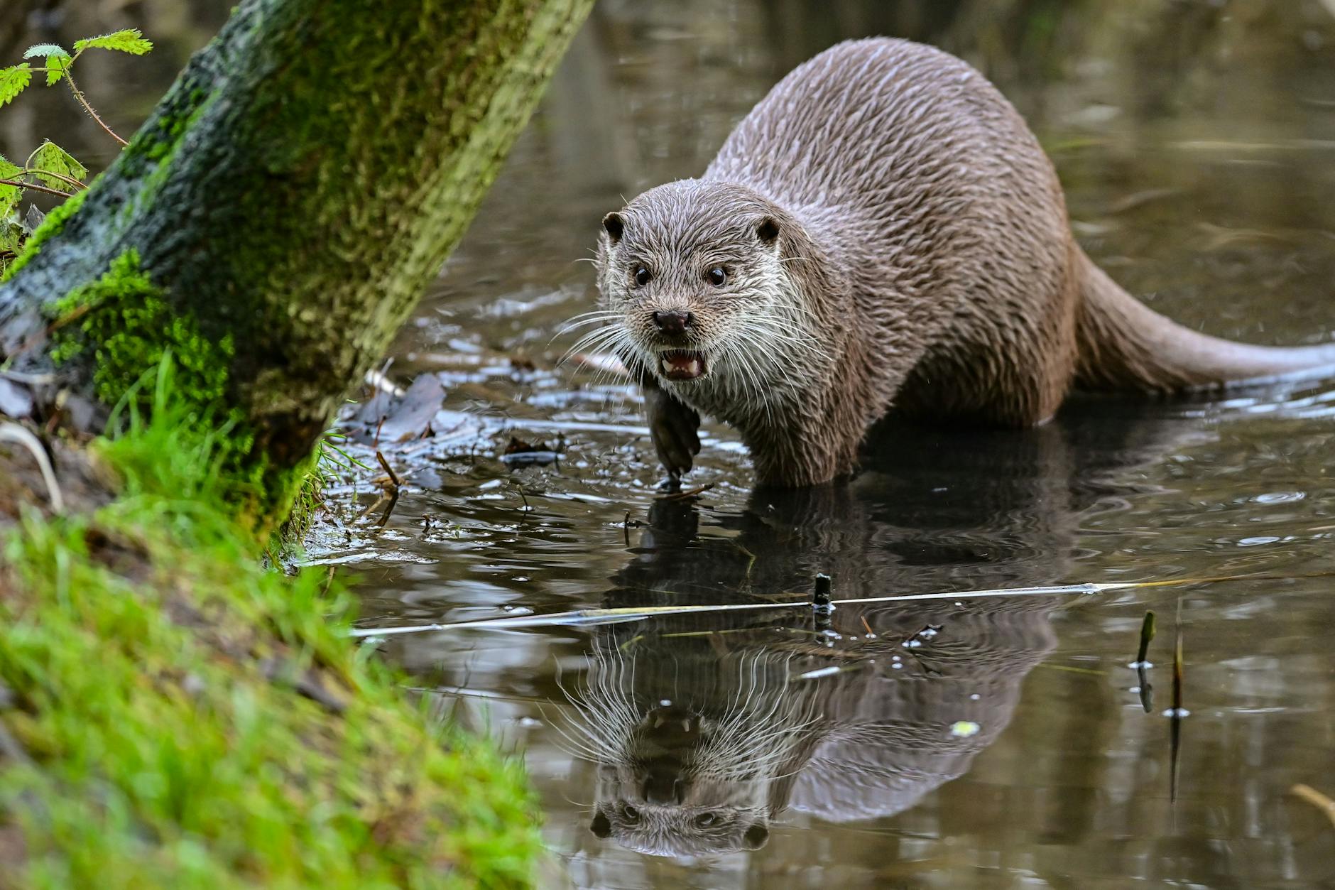 Ein Fischotter ist an einem Uferpark zu sehen. An der Oder fraßen sie wohl verendete Fische sind aber selber nicht beeinträchtigt. 
