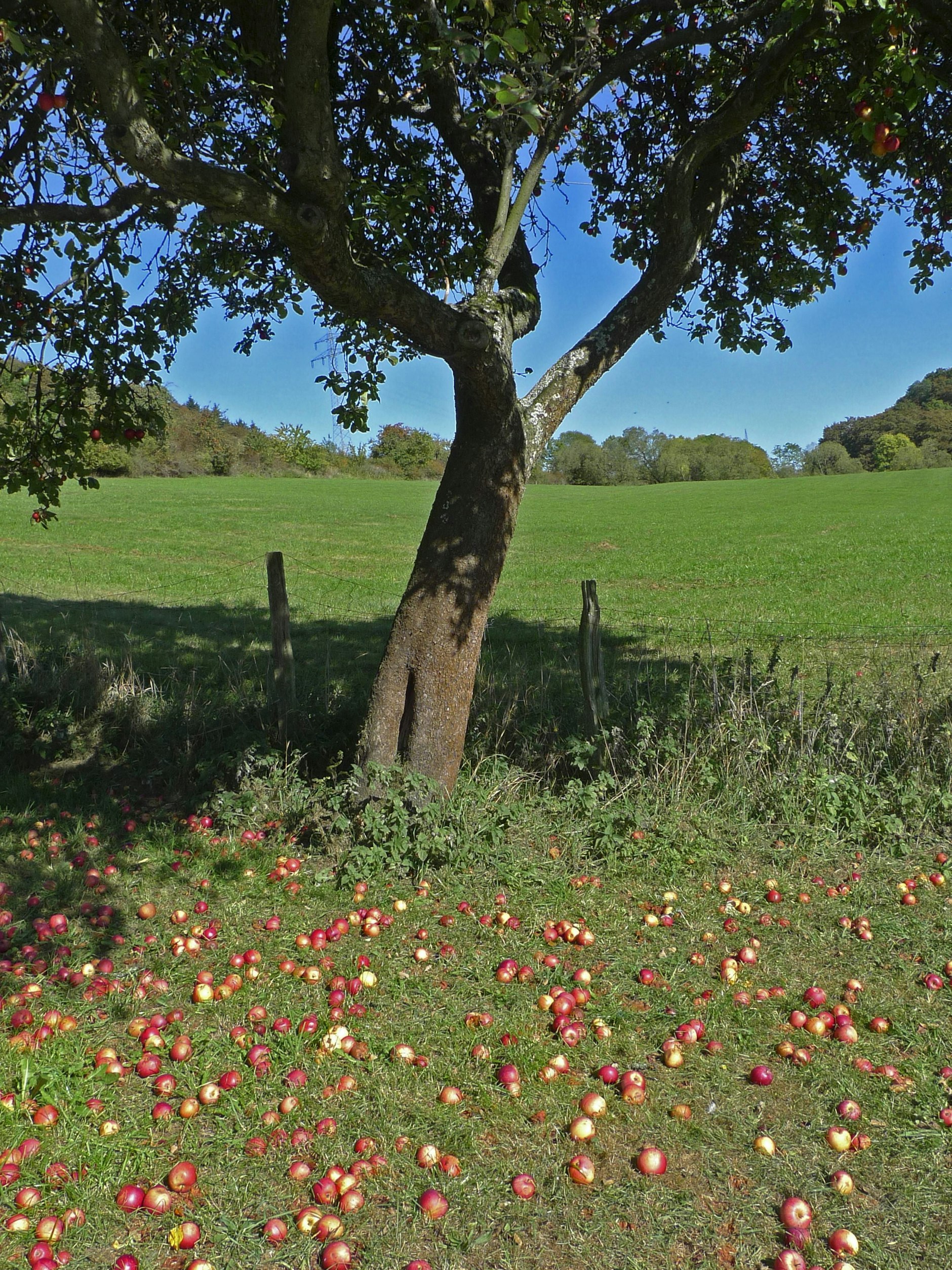 Jetzt heißt es nur noch: Eimer schnappen und Fallobst einsammeln.