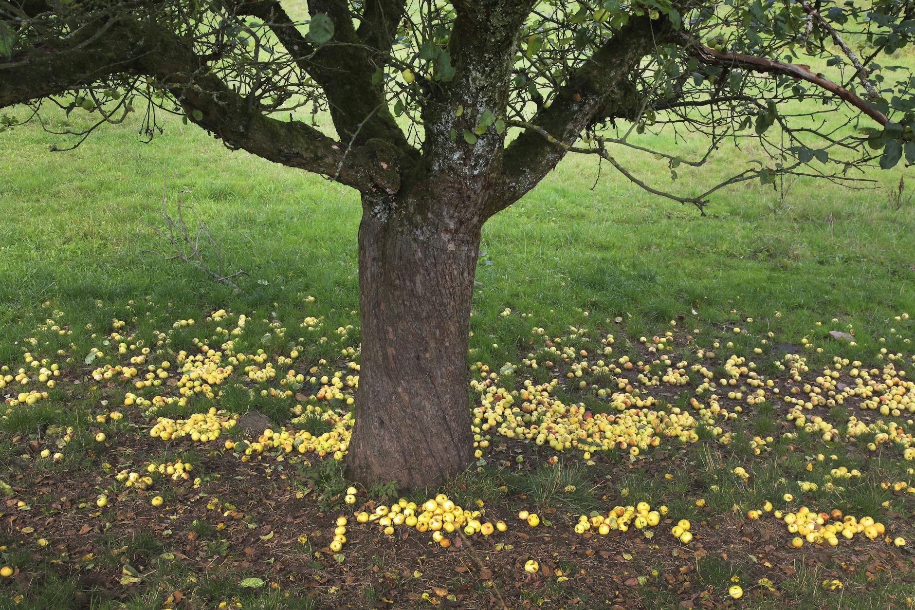 Willkommen zu Hause: Wer nach einer Sommerreise heimkehrt, findet Äpfel faul am Boden liegen.