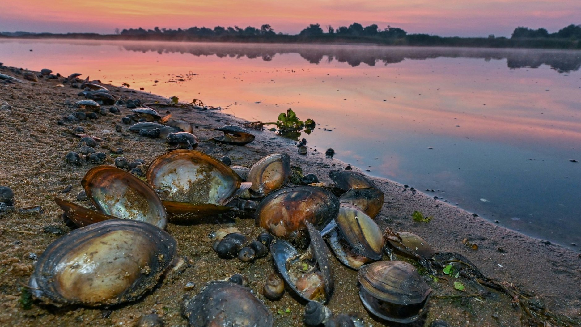 Tote Muscheln und Wasserschnecken liegen am Ufer der Oder. (Archivbild)