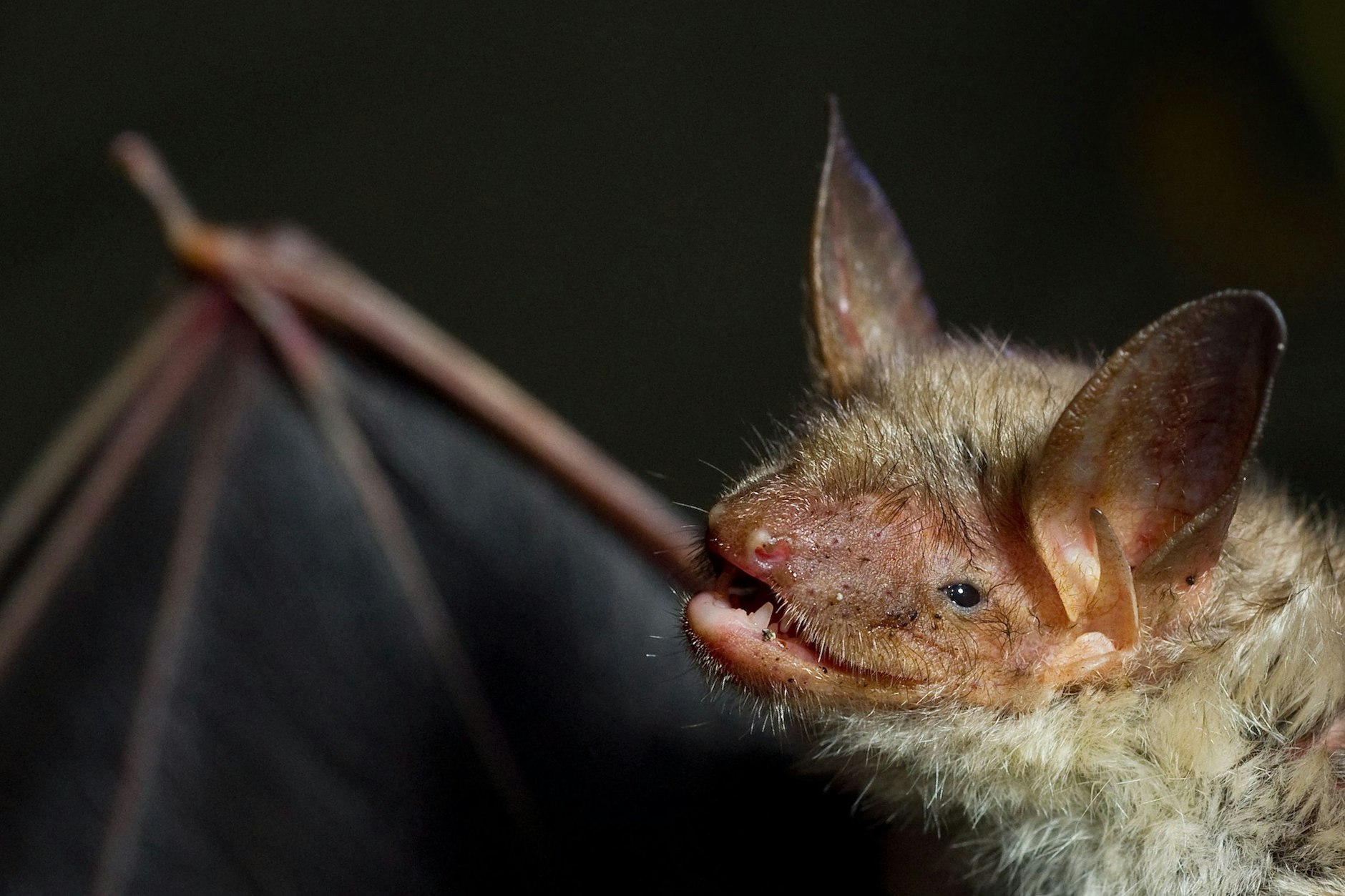 Wer würde nicht gern mehr über dieses Große Mausohr erfahren?